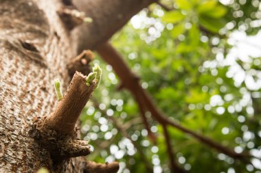 Ağaç dalı bahar, bir ağaç dalı dostum