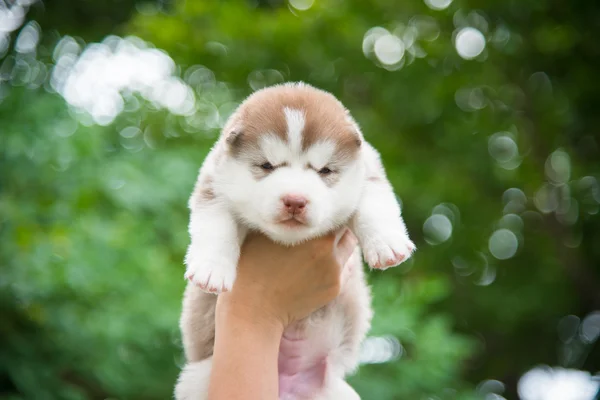 Mão de mulher segurando cachorro husky siberiano — Fotografia de Stock