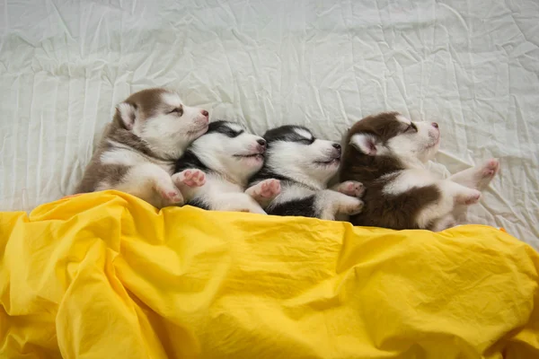 Husky Puppies Siberian yang lucu — Stok Foto