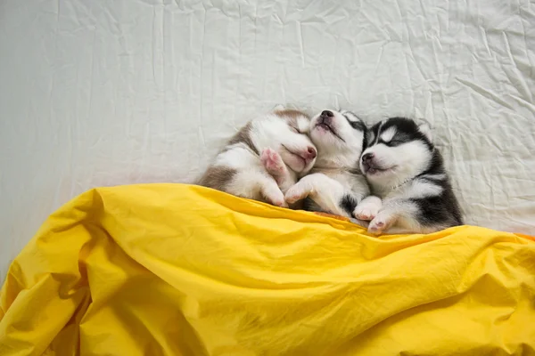 Bonito siberiano Husky Filhotes dormindo — Fotografia de Stock