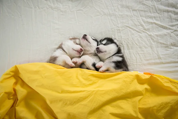 Bonito siberiano Husky Filhotes dormindo — Fotografia de Stock