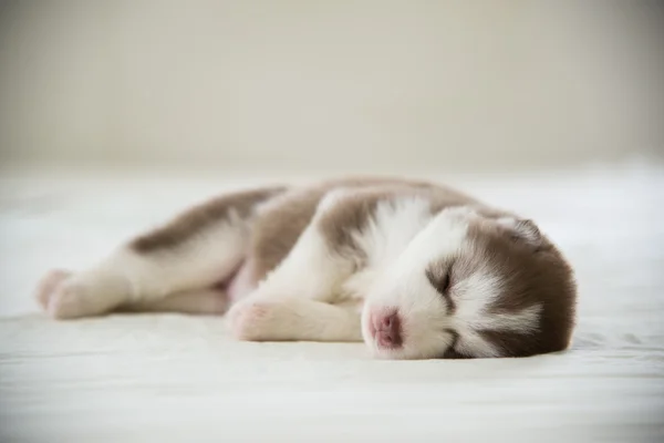 Niedlicher sibirischer Husky Welpe schläft — Stockfoto