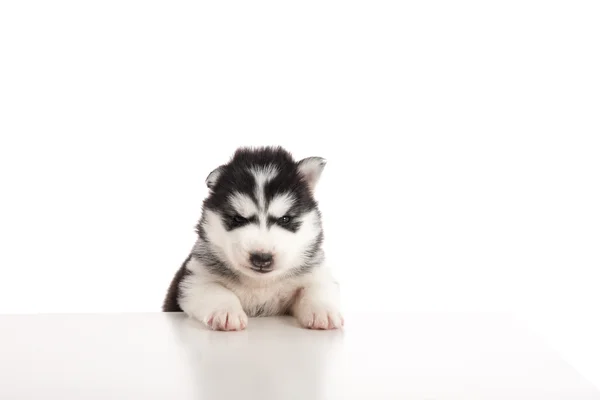 Siberiano husky cachorro estancia con los pies delanteros en la mesa blanca — Foto de Stock