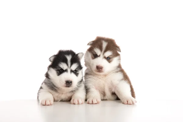 Dois filhotes siberianos husky ficar com os pés dianteiros na mesa branca — Fotografia de Stock