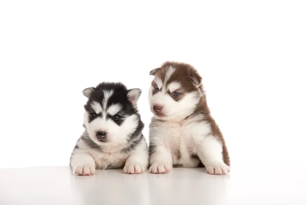 Due cuccioli husky siberiani che rimangono con i piedi anteriori su tabl bianco — Foto Stock