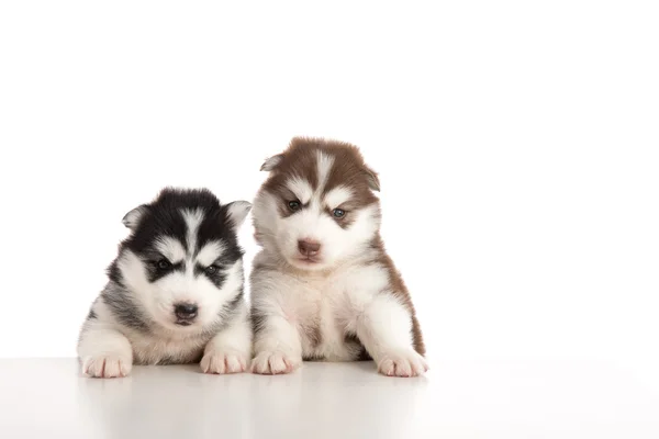 Zwei sibirische Husky-Welpen bleiben mit Vorderfüßen auf weißem Tisch — Stockfoto