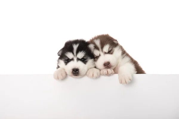 Niedliche sibirische Husky-Welpen über Banner — Stockfoto