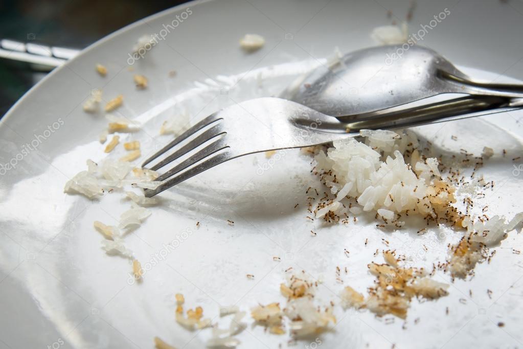 Ants eating food scraps 