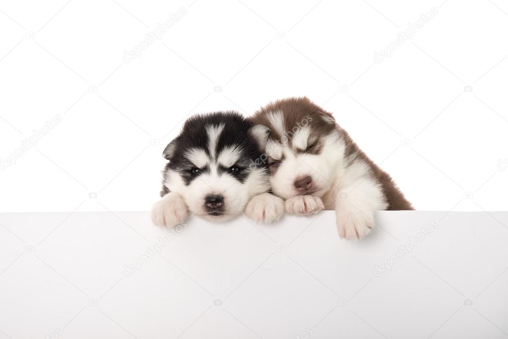 Cute siberian husky puppies above banner