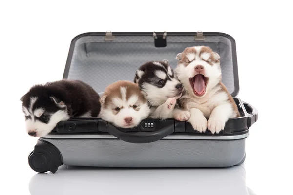 Quatro cachorros husky siberianos sentados e olhando em mala — Fotografia de Stock