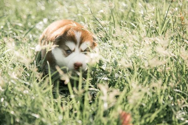 Bonito filhote de cachorro siberiano husky olhando na grama verde — Fotografia de Stock