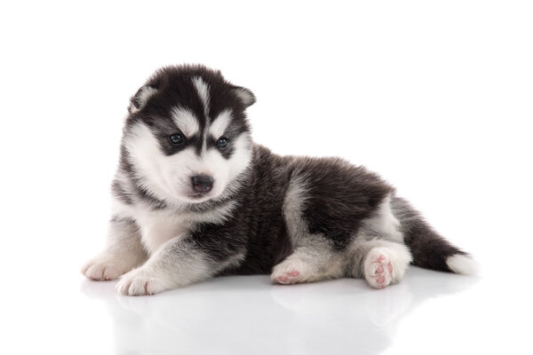 Cute siberian husky puppy on white background — Stock Photo, Image