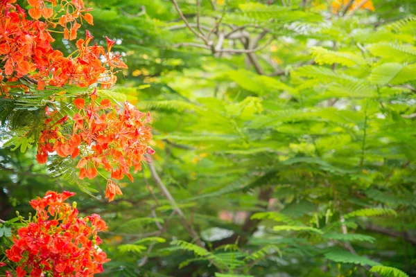 Peacock flowers on poinciana tree