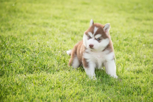 Bonito siberiano husky filhote de cachorro de pé e olhando — Fotografia de Stock