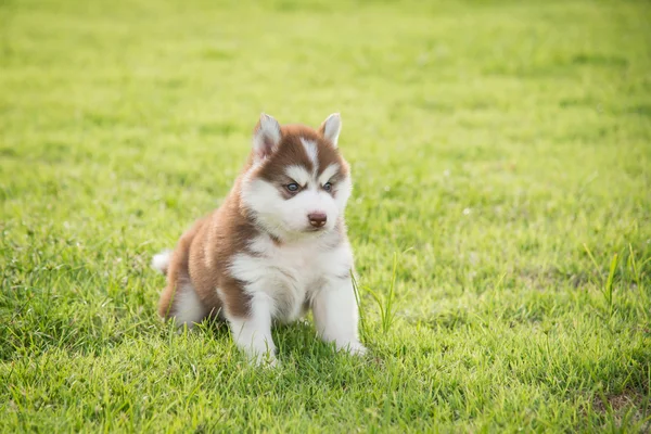 น่ารัก ไซบีเรีย husky ลูกสุนัขยืนและมอง — ภาพถ่ายสต็อก