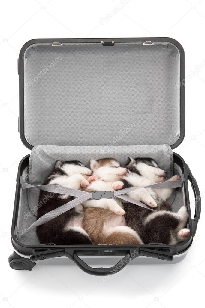 Three siberian husky puppies sleeping in suitcase