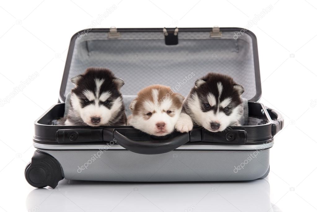 Three siberian husky puppies sitting and looking in suitcase