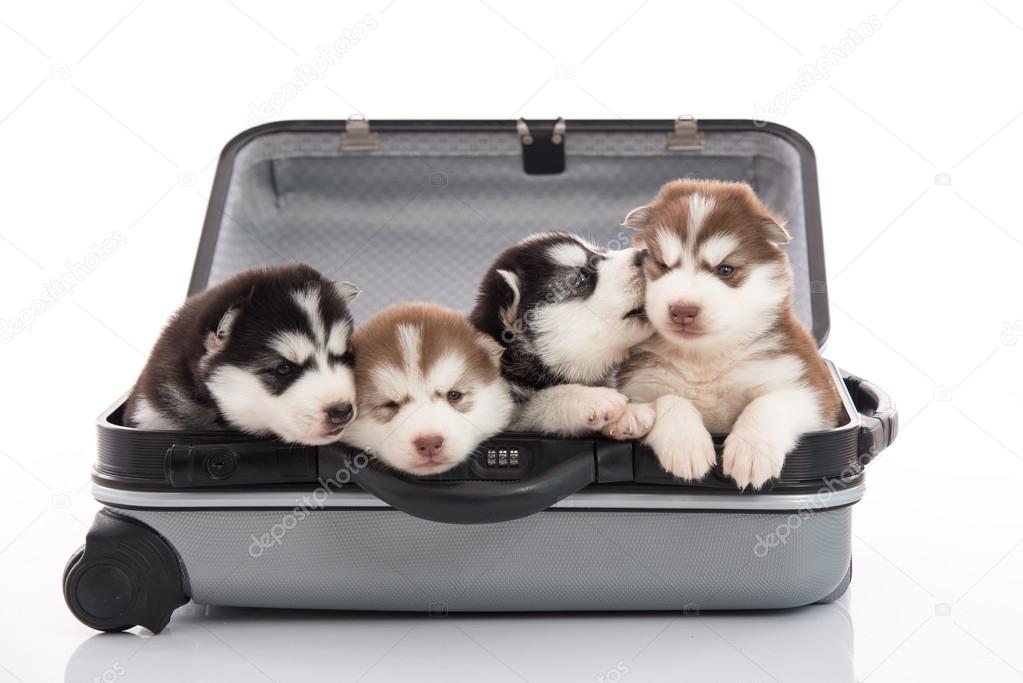 Four siberian husky puppies sitting and looking in suitcase