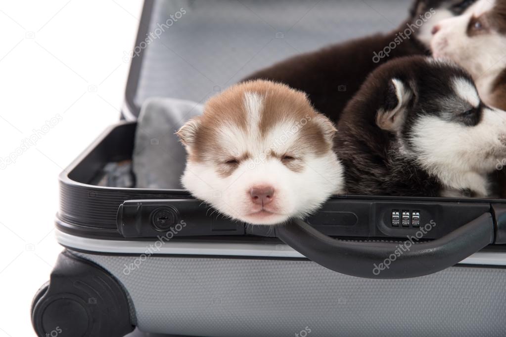 Siberian husky puppy sitting and sleeping in suitcase