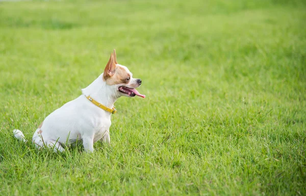 Chihuahua bonito sentado e olhando — Fotografia de Stock