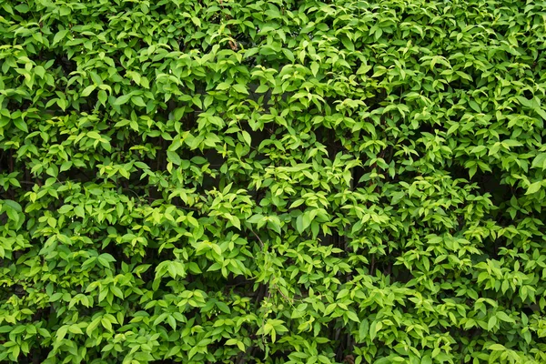 Green leaves background — Stock Photo, Image