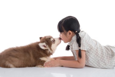 Sibirya husky köpek yavrusu üzerinde beyaz backgr öpüşme küçük Asyalı kız