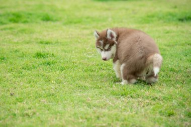 Yeşil çimenlerin üzerinde kaka şirin Sibirya husky yavrusu