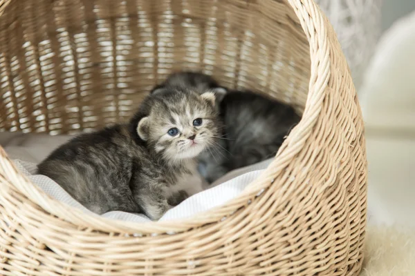 可爱的虎斑小猫坐着看 — 图库照片