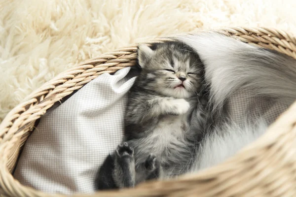 Carino tabby gattino dormire — Foto Stock