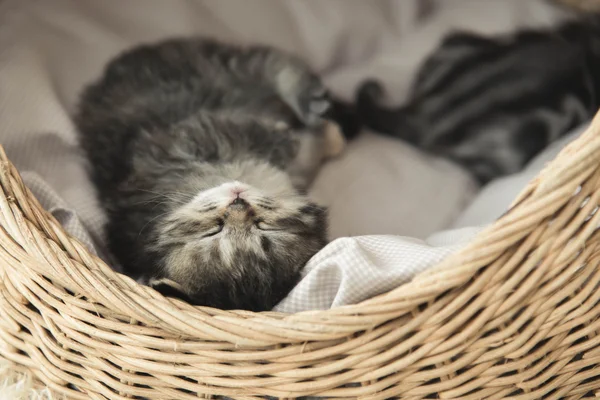 Carino tabby gattino dormire — Foto Stock