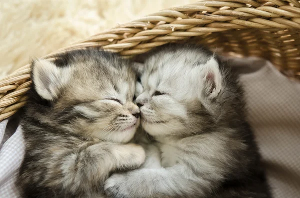 Bonito tabby gatinhos dormindo e abraçando — Fotografia de Stock