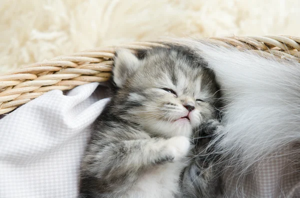 Roztomilý tříbarevné kotě spí — Stock fotografie
