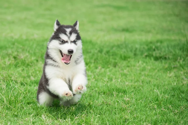 Aranyos szibériai husky kiskutya fut — Stock Fotó