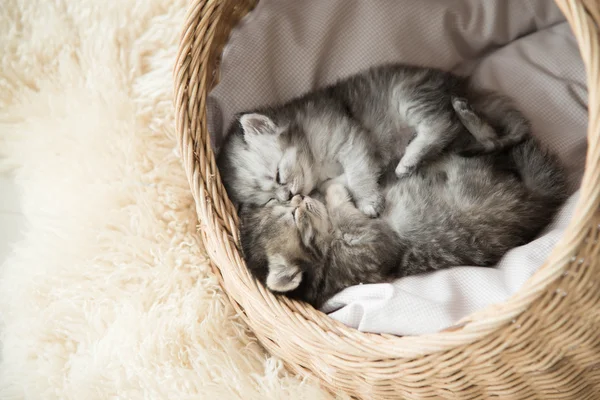 Lindos gatitos tabby durmiendo y abrazando —  Fotos de Stock