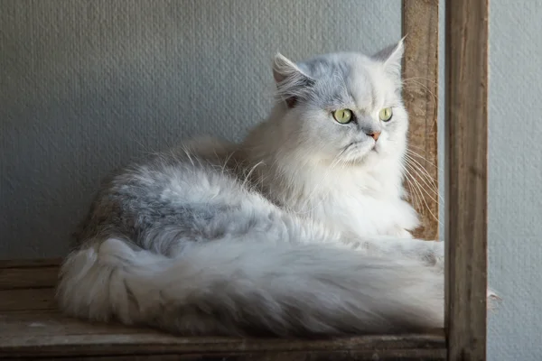 Aranyos Perzsa macska feküdt, és keres — Stock Fotó