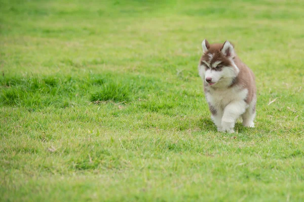 Ładny siberian husky szczeniaka działa — Zdjęcie stockowe