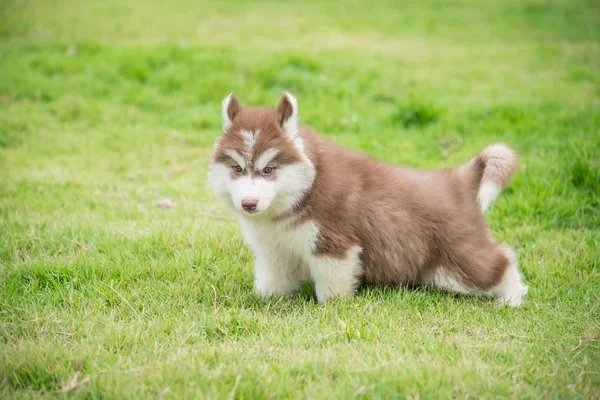 Cute siberian husky puppy walking on green grass — Stock Photo, Image