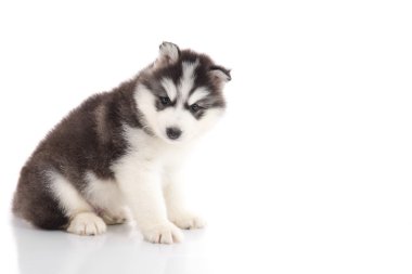 şirin siberian dış yapraklar oturma