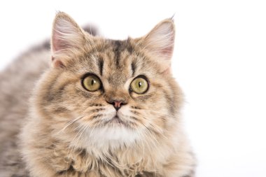 Tekir kedi yalan ve seyir