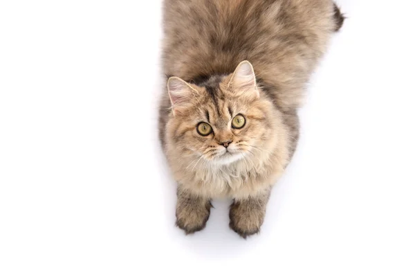 Yalan ve seyir tekir kedi Üstten Görünüm