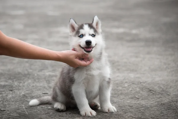 Mão com cachorro husky siberiano — Fotografia de Stock