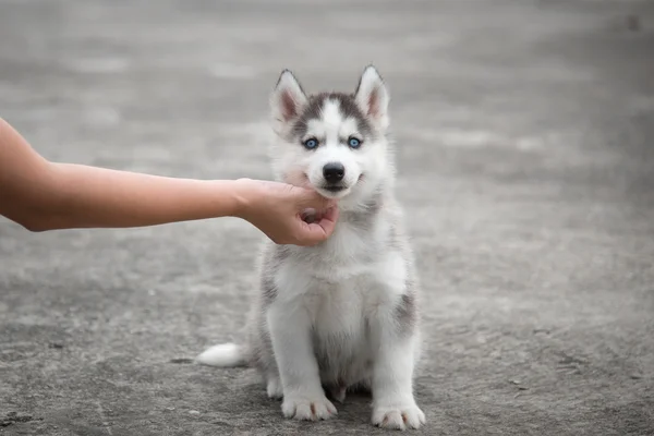 Hand with siberian husky puppy — Stock Photo, Image