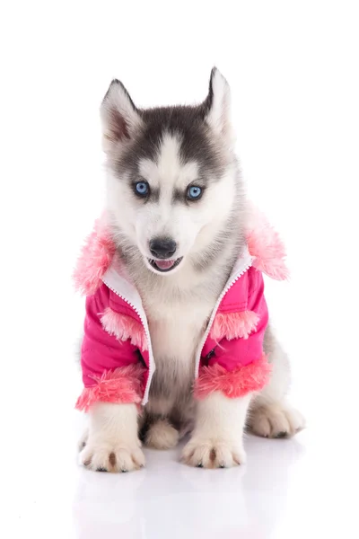 Puppy in clothes on a white background — Stock Photo, Image