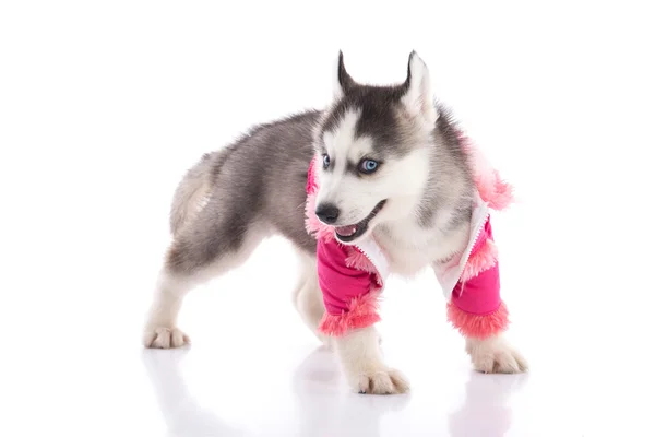 Puppy in clothes on a white background — Stock Photo, Image