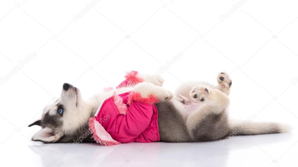 Droll Husky Puppies In Clothes l2sanpiero