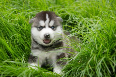 Mavi gözlü Sibirya husky köpek yavrusu oturma ve seyir