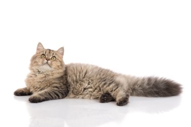 Tekir kedi beyaz arka plan üzerinde yatıyor