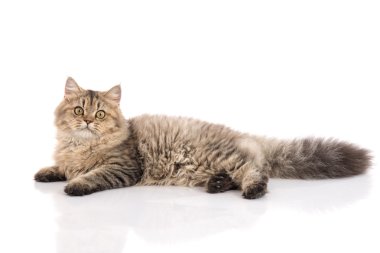 Tekir kedi beyaz arka plan üzerinde yatıyor