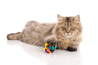 Tekir kedi beyaz arka plan üzerinde yatıyor