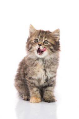 Oturma ve Dudak yalama şirin tabby yavru kedi